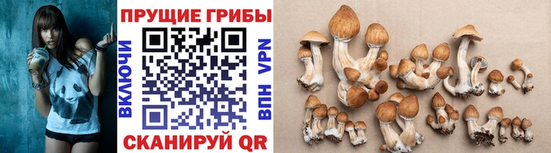 Купить где  Баймак  Псилоцибиновые грибы ЛСД 